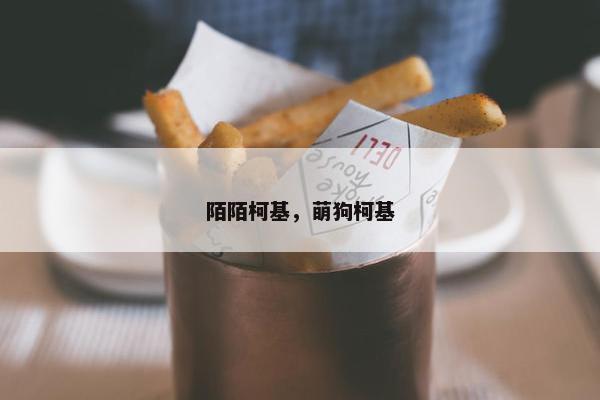 陌陌柯基，萌狗柯基