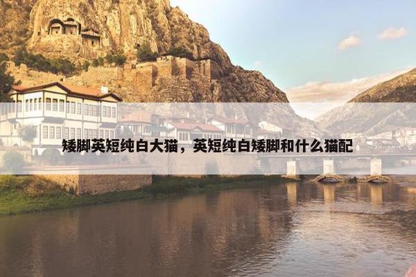 矮脚英短纯白大猫，英短纯白矮脚和什么猫配