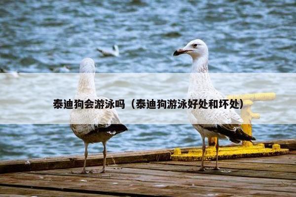 泰迪狗会游泳吗（泰迪狗游泳好处和坏处）