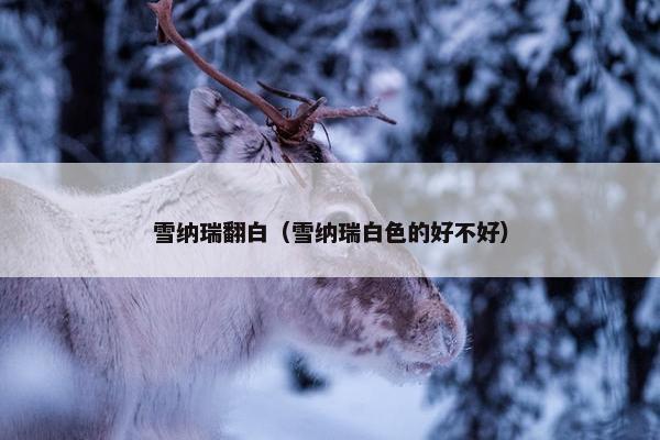 雪纳瑞翻白（雪纳瑞白色的好不好）