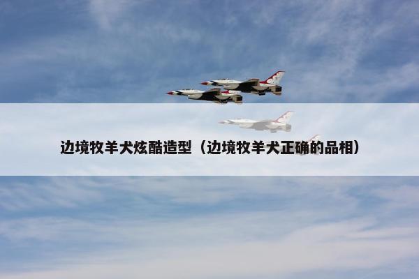 边境牧羊犬炫酷造型（边境牧羊犬正确的品相）