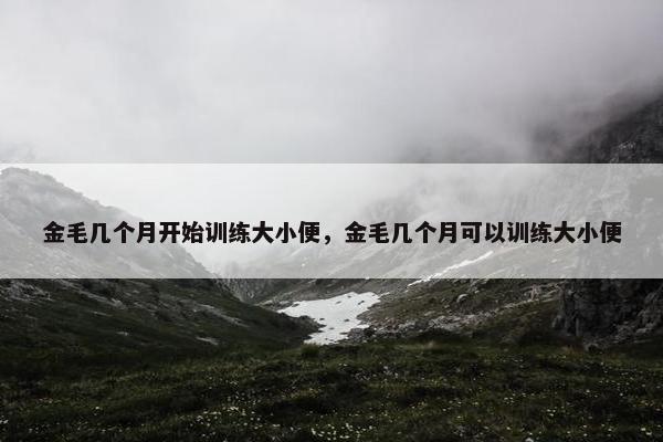 金毛几个月开始训练大小便，金毛几个月可以训练大小便