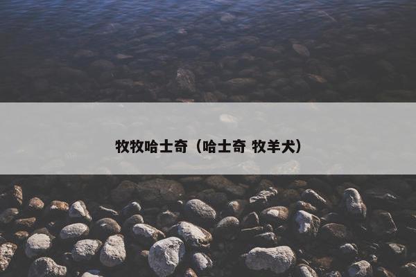 牧牧哈士奇（哈士奇 牧羊犬）