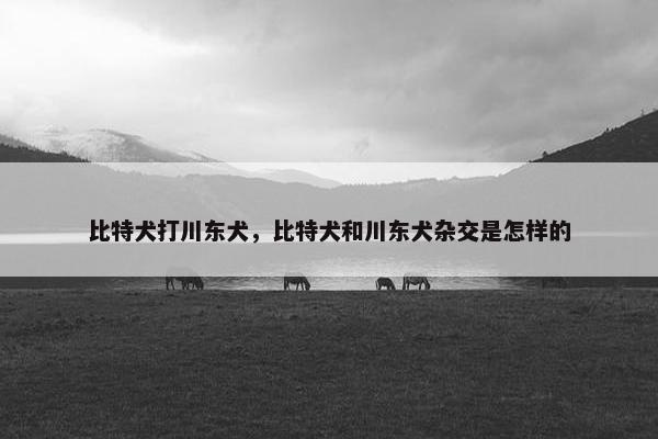 比特犬打川东犬，比特犬和川东犬杂交是怎样的