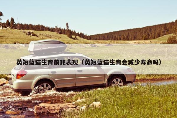 英短蓝猫生育前兆表现（英短蓝猫生育会减少寿命吗）