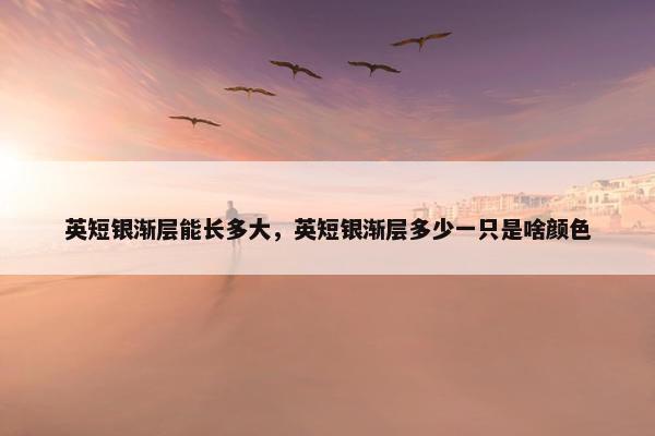 英短银渐层能长多大，英短银渐层多少一只是啥颜色