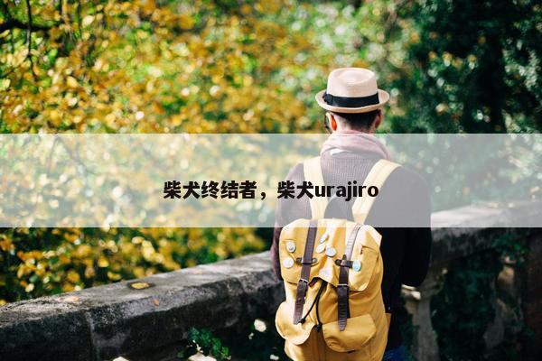 柴犬终结者，柴犬urajiro