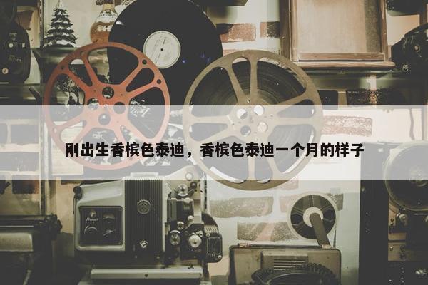 刚出生香槟色泰迪，香槟色泰迪一个月的样子