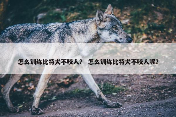 怎么训练比特犬不咬人？ 怎么训练比特犬不咬人呢？