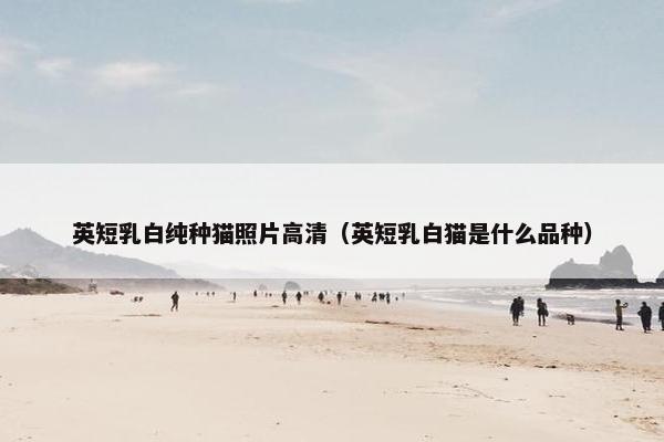 英短乳白纯种猫照片高清（英短乳白猫是什么品种）