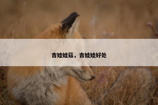 吉娃娃菇，吉娃娃好处