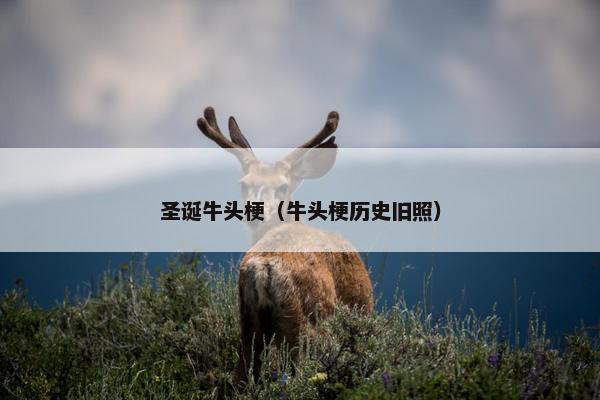 圣诞牛头梗（牛头梗历史旧照）