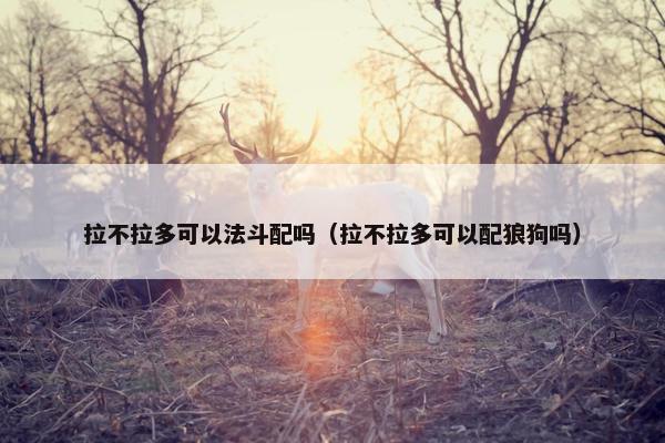 拉不拉多可以法斗配吗（拉不拉多可以配狼狗吗）