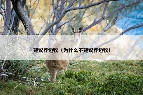 建议养边牧（为什么不建议养边牧）