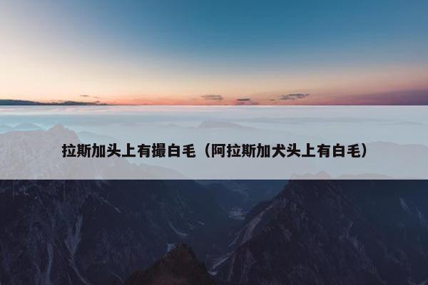 拉斯加头上有撮白毛(阿拉斯加犬头上有白毛) 拉斯加头上有撮白毛(阿拉斯加犬头上有白毛)