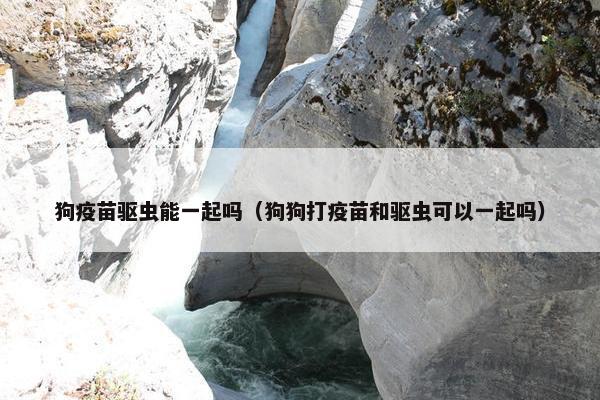 狗疫苗驱虫能一起吗（狗狗打疫苗和驱虫可以一起吗）