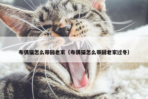 布偶猫怎么带回老家（布偶猫怎么带回老家过冬）
