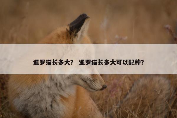 暹罗猫长多大？ 暹罗猫长多大可以配种？