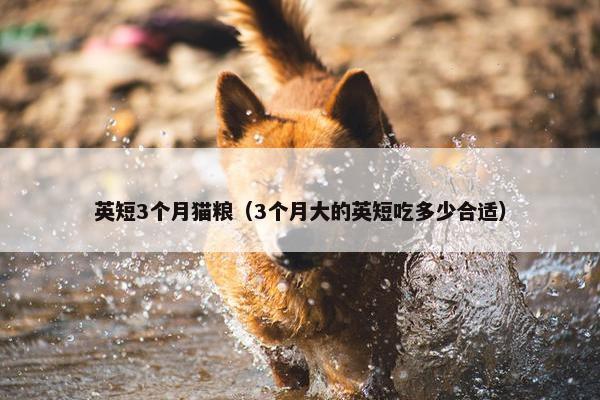 英短3个月猫粮（3个月大的英短吃多少合适）