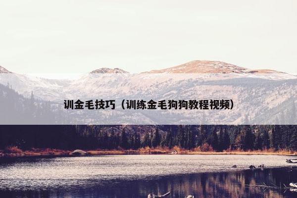 训金毛技巧（训练金毛狗狗教程视频）