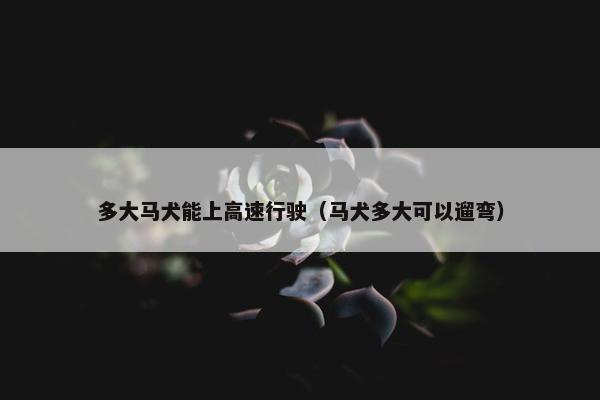 多大马犬能上高速行驶（马犬多大可以遛弯）