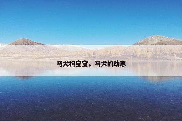 马犬狗宝宝,马犬的幼崽