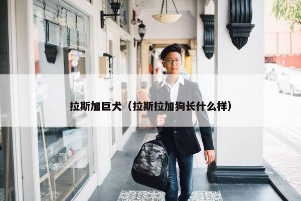 拉斯加巨犬（拉斯拉加狗长什么样）