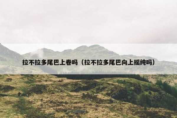 拉不拉多尾巴上卷吗（拉不拉多尾巴向上摇纯吗）