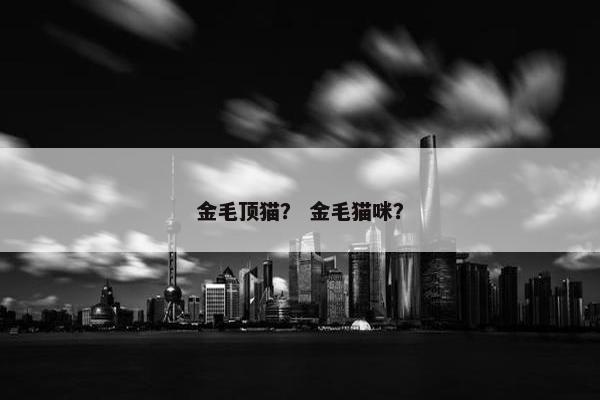 金毛顶猫? 金毛猫咪?