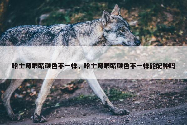 哈士奇眼睛颜色不一样,哈士奇眼睛颜色不一样能配种吗