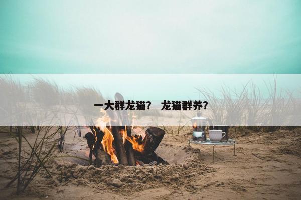 一大群龙猫? 龙猫群养?