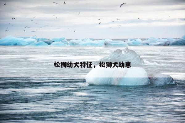 松狮幼犬特征,松狮犬幼崽