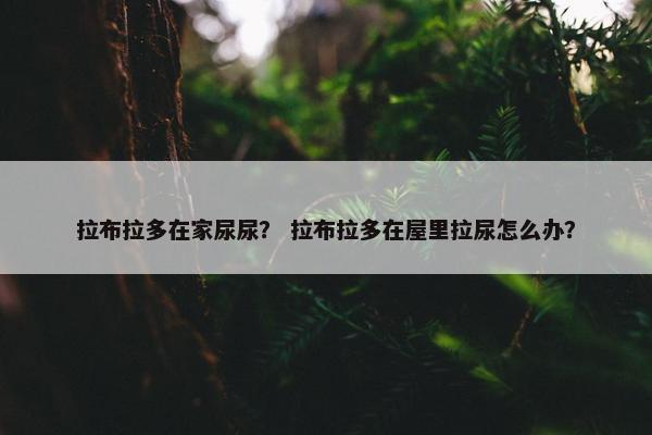 拉布拉多在家尿尿？ 拉布拉多在屋里拉尿怎么办？