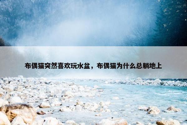 布偶猫突然喜欢玩水盆，布偶猫为什么总躺地上