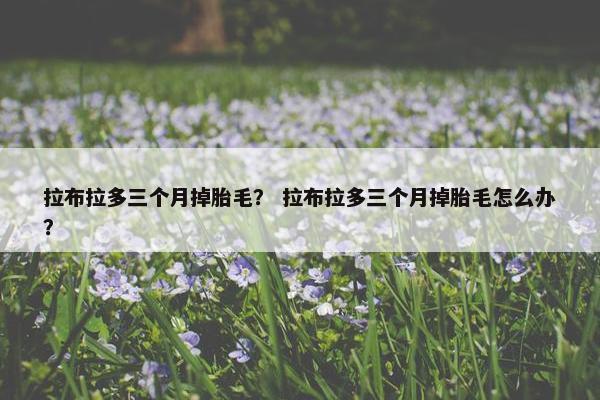 拉布拉多三个月掉胎毛？ 拉布拉多三个月掉胎毛怎么办？