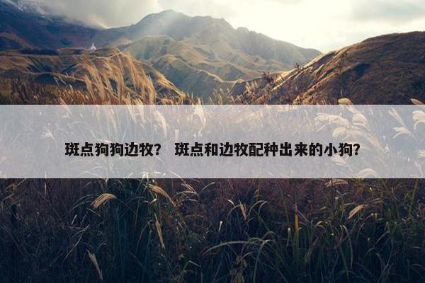 斑点狗狗边牧？ 斑点和边牧配种出来的小狗？