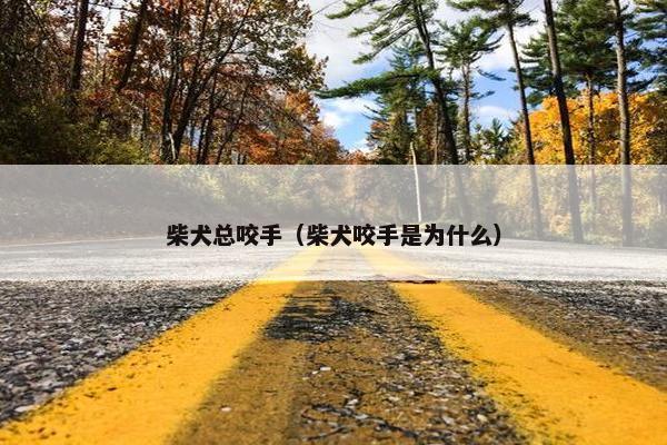 柴犬总咬手（柴犬咬手是为什么）