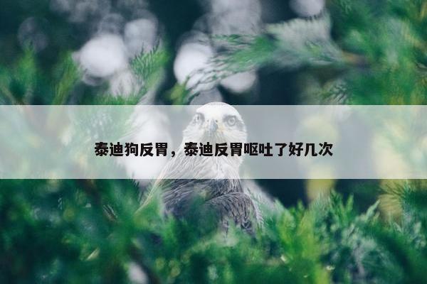 泰迪狗反胃，泰迪反胃呕吐了好几次