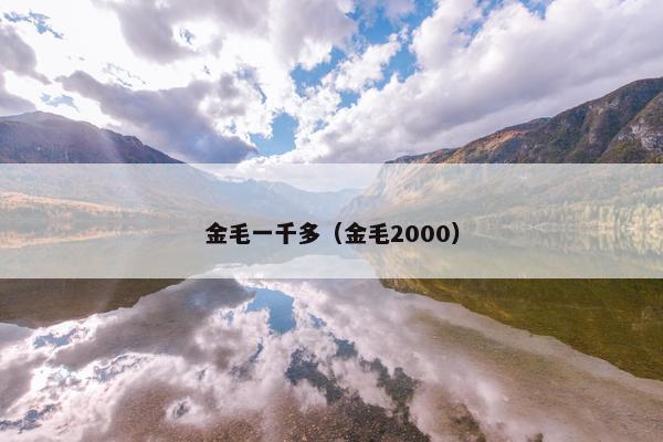 金毛一千多（金毛2000）