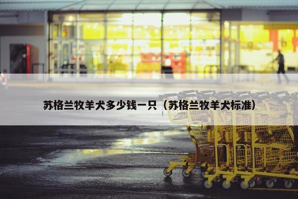 苏格兰牧羊犬多少钱一只（苏格兰牧羊犬标准）