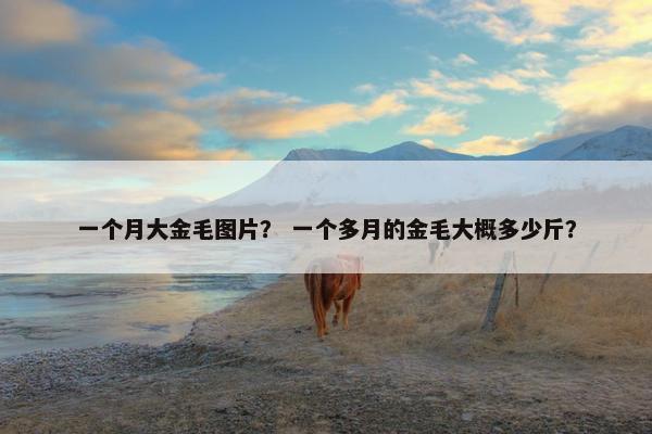 一个月大金毛图片？ 一个多月的金毛大概多少斤？