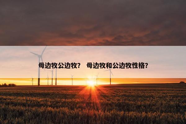 母边牧公边牧？ 母边牧和公边牧性格？