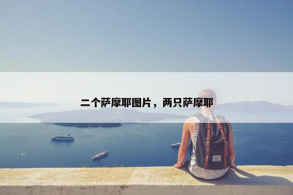 二个萨摩耶图片，两只萨摩耶