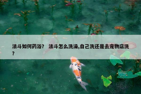 法斗如何药浴？ 法斗怎么洗澡,自己洗还是去宠物店洗？