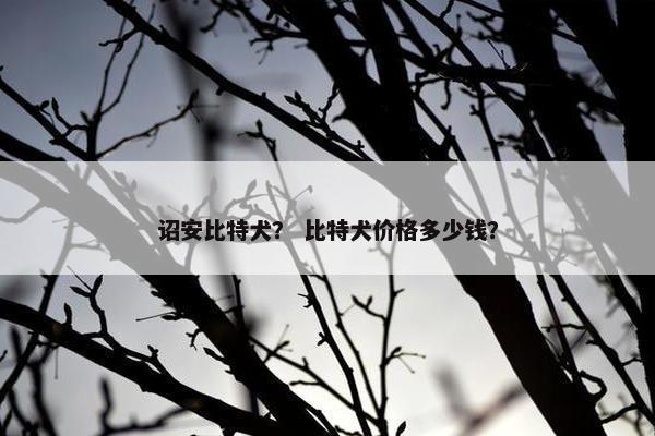 诏安比特犬？ 比特犬价格多少钱？