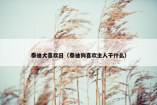 泰迪犬喜欢日（泰迪狗喜欢主人干什么）