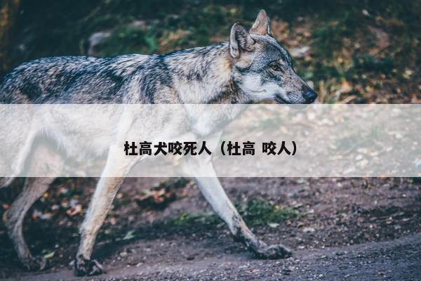 杜高犬咬死人（杜高 咬人）