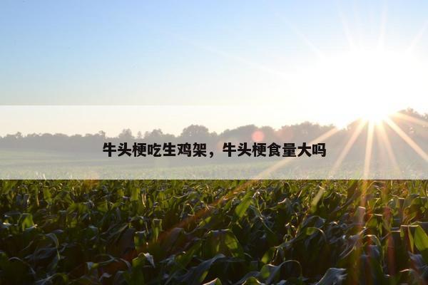 牛头梗吃生鸡架，牛头梗食量大吗