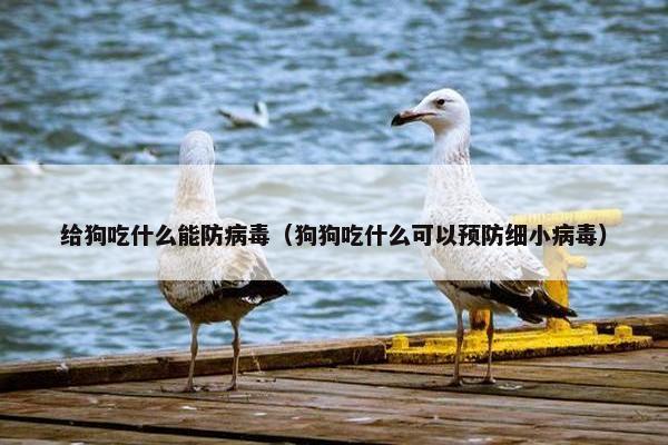 给狗吃什么能防病毒（狗狗吃什么可以预防细小病毒）