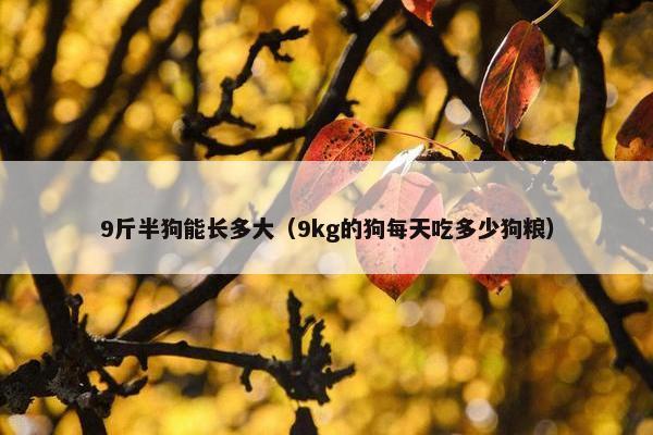 9斤半狗能长多大(9kg的狗每天吃多少狗粮)